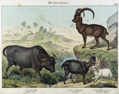 Buvol, koza, koza a kozorožec - v "" Přírodní historie savců"", ed. Schreiber od Unknown artist