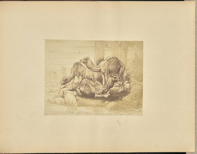 Velbloudi od Unknown artist