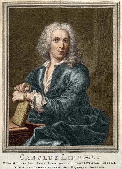 Carl Von Linné švédský přírodovědec a spisovatel (1707 - 1778) od Unknown artist