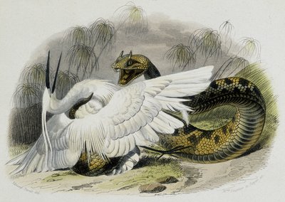 Ceraste (had z rodiny zmijí) bije ptáka. Rytina z 19. století z kresby francouzského přírodovědce Lacepeda (1756-1709). od Unknown artist