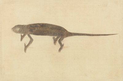 Chameleon Chameleon od Unknown artist