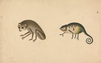 Chameleon a savec od Unknown artist