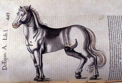 Cheval. v Historia Animalium od Conrada Gesnera (1516 - 1565), Tiguri od Unknown artist