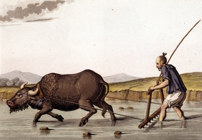 Čína, orání rýže s hovězím masem - ve „Starém a moderním kostýmu““ od Julese Ferraria od Unknown artist