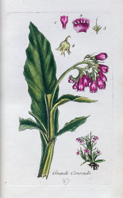 Comfrey od Unknown artist
