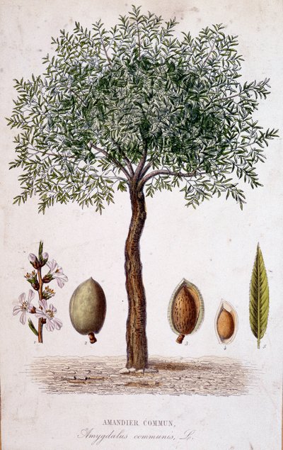 Mandloň obecná - botanická deska od Unknown artist