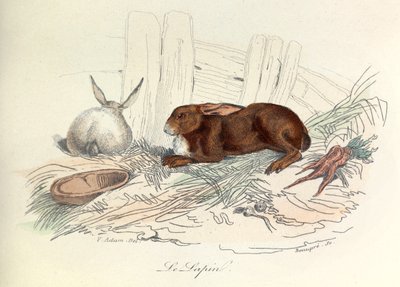 "Completes de Buffon" s Linnénovou nomenklaturou a Cuvierovou klasifikací: Les animaux: Le rabbit (rytina) od Unknown artist