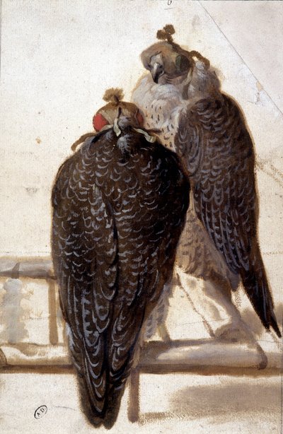 Pár jestřábů. Kresba 18. století. od Unknown artist