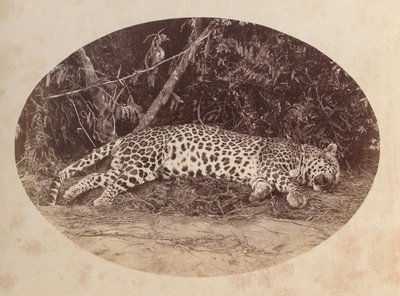 Mrtvý leopard od Unknown artist