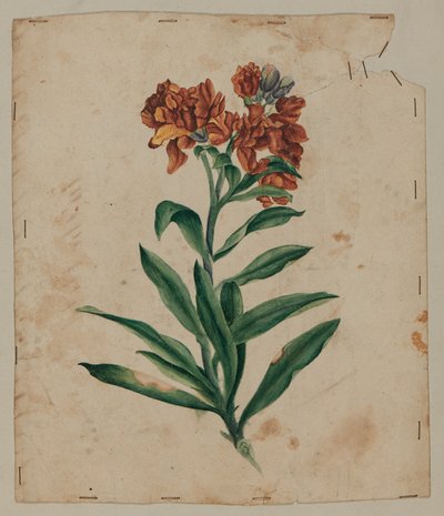 Kresba návrhu, počátek 18. století od Unknown artist