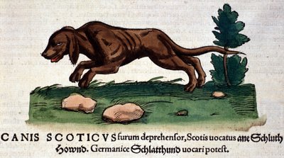 Pes z Historia Animalium od Conrada Gesnera, Tiguri 1560. Biblioteca Nazionale Braidense. Milán od Unknown artist