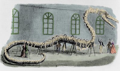 Falešný mořský had Dr. Alberta C. Kocha. Kostra byla opatřena kostmi z různých zvířat. Had byl pojmenován „Hydrarcus Silimanni“. V roce 1845 byl s velkým úspěchem vystaven v New Yorku. Když byl podvod odhalen, Koch utekl a vrátil se do od Unknown artist
