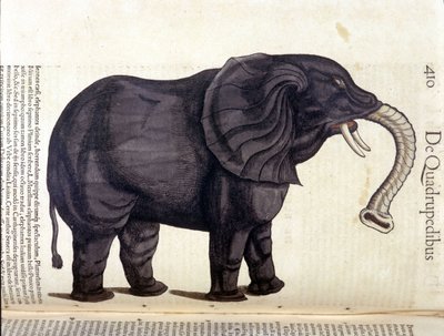Slon z Historia Animalium od Conrada Gesnera, Tiguri 1560. Biblioteca Nazionale Braidense. Milán od Unknown artist