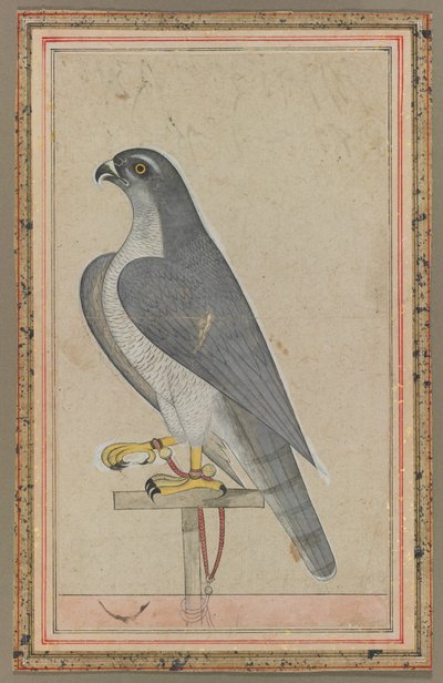 Sokol od Unknown artist