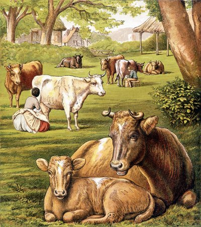Zemědělci čerpající mléko. 19. století. od Unknown artist