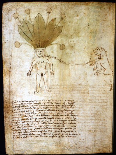 Samička mandragory extrahovaná z byliny ze 14. století. od Unknown artist