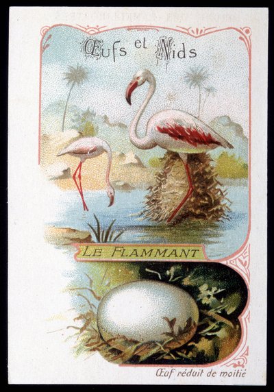 Flamingo - vejce a hnízda. Chromolitografie 19. století. od Unknown artist
