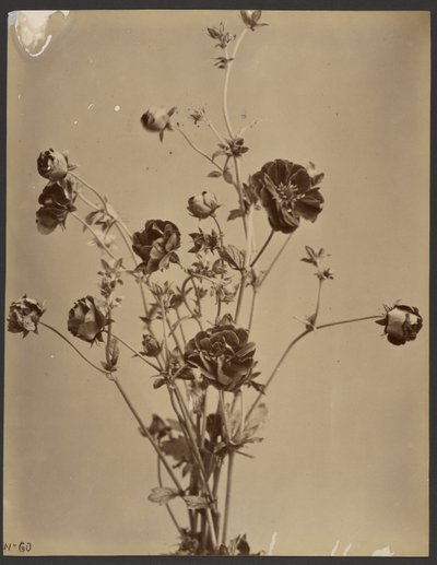 [Květinová studie] od Unknown artist
