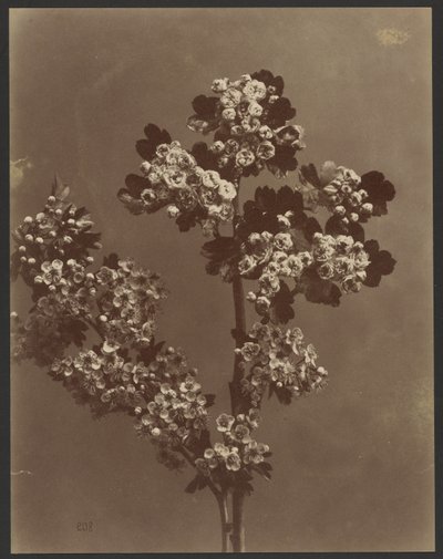 [Květinová studie s několika svazky květů] od Unknown artist