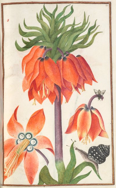 Florilegium: (strana 19 recto) pomerančová fritillaria imperialis (koruna císařská) od Unknown artist