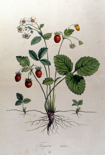 Fragaria Vesca (lesní jahoda). od Unknown artist
