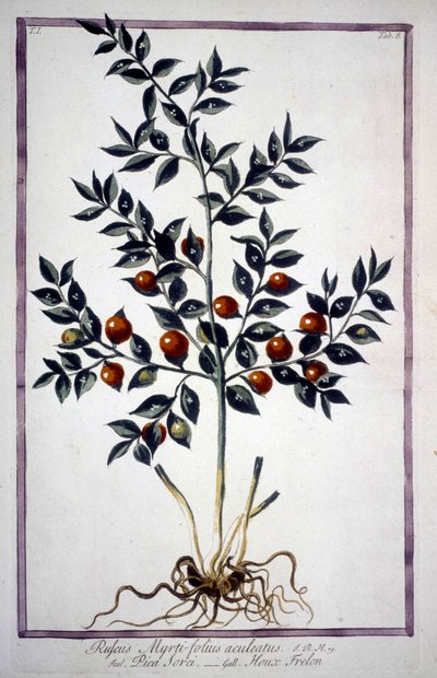 Fragon False Holly nebo Small Holly (Ruscus) v herbáři z 19. století. od Unknown artist