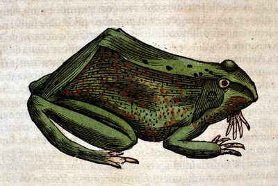 Žába z Historia Animalium od Conrada Gesnera, Tiguri 1560. Biblioteca Nazionale Braidense. Milán od Unknown artist