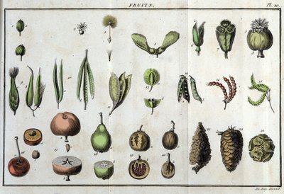 Ovoce: v „“ Flora Françoise, aneb stručný popis všech rostlin, které přirozeně rostou ve Francii, uspořádané podle nové metody analýzy, k níž jsou uvedeny jejich nejméně nejednoznačné přednosti v lékařství a jejich užitečnost v umění“ od Unknown artist