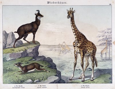 Žirafa, kamzík a gazela - v „“ Histoires naturelle des savců““, ed. Schreiber od Unknown artist