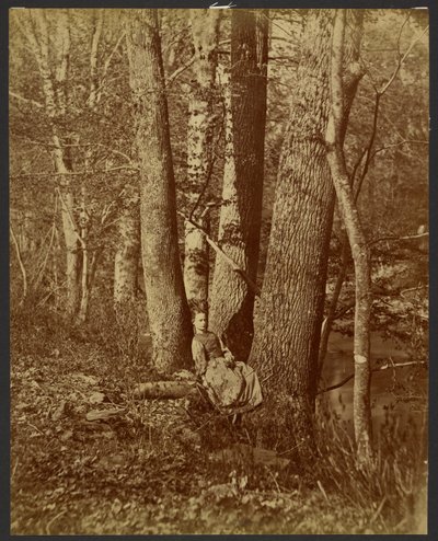 [Dívka sedící mezi stromy] od Unknown artist