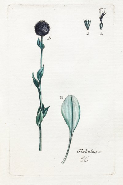Globulární od Unknown artist