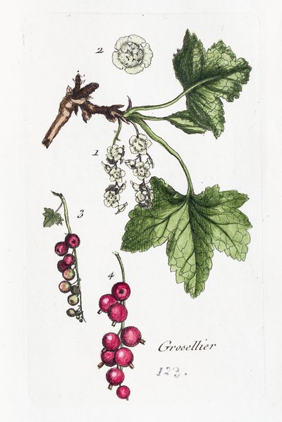 Angrešt od Unknown artist
