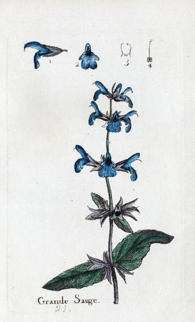 Velká šalvěj od Unknown artist