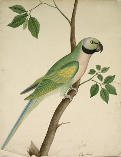 Zelený papoušek od Unknown artist