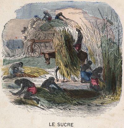 Sklizeň cukrové třtiny v Západní Indii. ilustrace 19. století. Kolekce Bianchetti. od Unknown artist