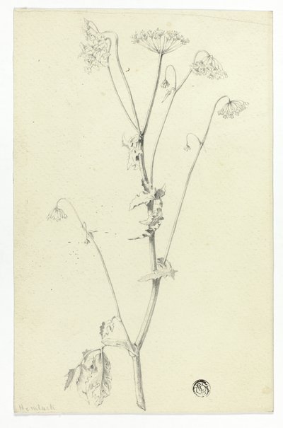 Bolehlav od Unknown artist