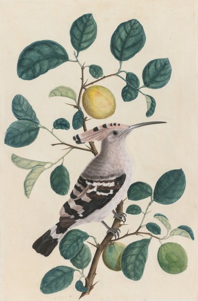 Dudek na větvi citrusového stromu od Unknown artist