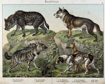 Hyeny a psi. v "" Histoires naturelles des savců", ed. Schreiber od Unknown artist