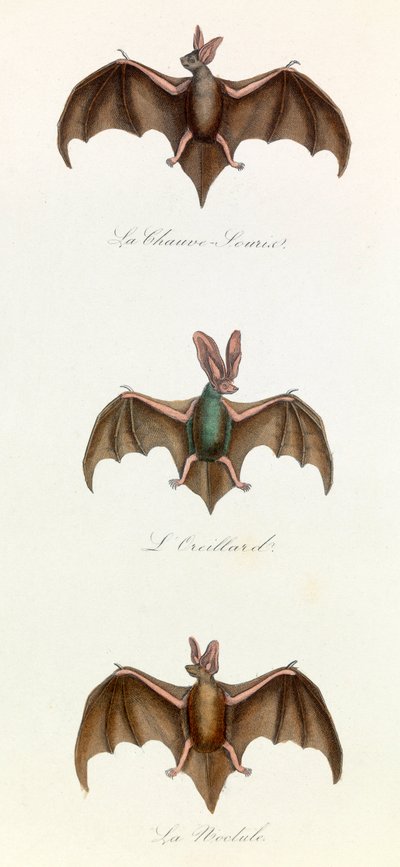Ilustrace z knihy "Complete Works of Buffon": Les Quadrupedes: Bat souris (rytina) od Unknown artist