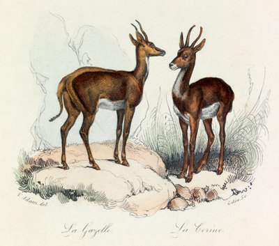Ilustrace z knihy "Complete Works of Buffon": Les Quadrupedes: La gazelle et la corine (rytina) od Unknown artist