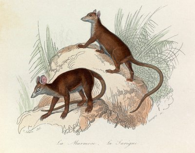 Ilustrace z knihy "Complete Works of Buffon": Les Quadrupedes: (rytina): La marmot et la sarigue (svišť a svižník) od Unknown artist