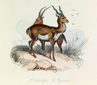 Ilustrace z knihy "Complete Works of Buffon": Les Quadrupedes: Antilopa a cejran (rytina) od Unknown artist