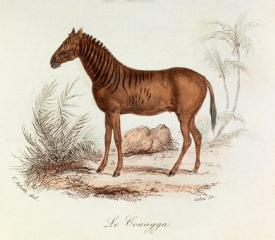 Ilustrace z knihy "Complete Works of Buffon": Les Quadrupedes: Le couagga (rytina) od Unknown artist
