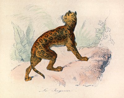 Ilustrace z knihy "Complete Works of Buffon": Les Quadrupedes: Le jaguar (rytina) od Unknown artist