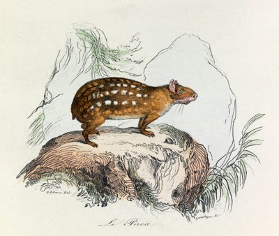 Ilustrace z knihy "Complete Works of Buffon": Les Quadrupedes: Le paca (rytina) od Unknown artist