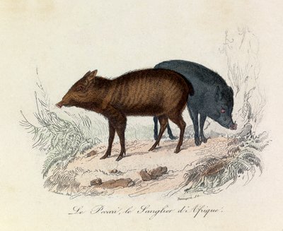 Ilustrace z knihy "Complete Works of Buffon": Les Quadrupedes: Buffon: Le pecari et le boar d