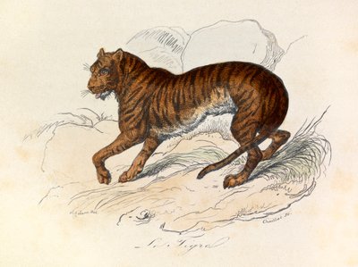 Ilustrace z knihy "Complete Works of Buffon": Les Quadrupedes: Le tigre (rytina) od Unknown artist