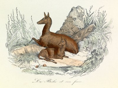 Ilustrace z knihy "Complete Works of Buffon": Les animaux: La lae et son fawn (rytina) od Unknown artist