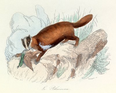 Ilustrace z knihy "Complete Works of Buffon": Les animaux: Le badger (rytina) od Unknown artist