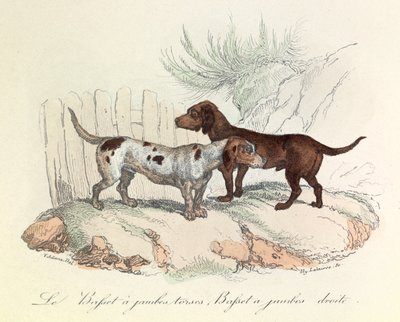 Ilustrace z knihy "Complete Works of Buffon": Les animaux: Le basset a torso legs et le basset a straight legs (rytina) od Unknown artist